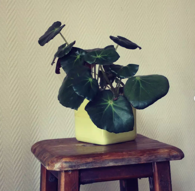 Décoration maison organisée - home organiser Chambéry